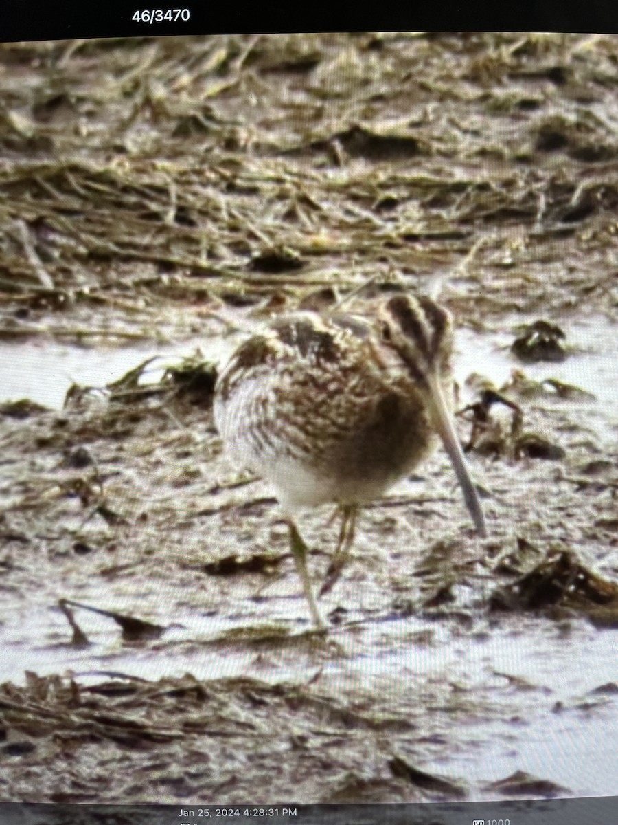 Wilson's Snipe - ML613997516