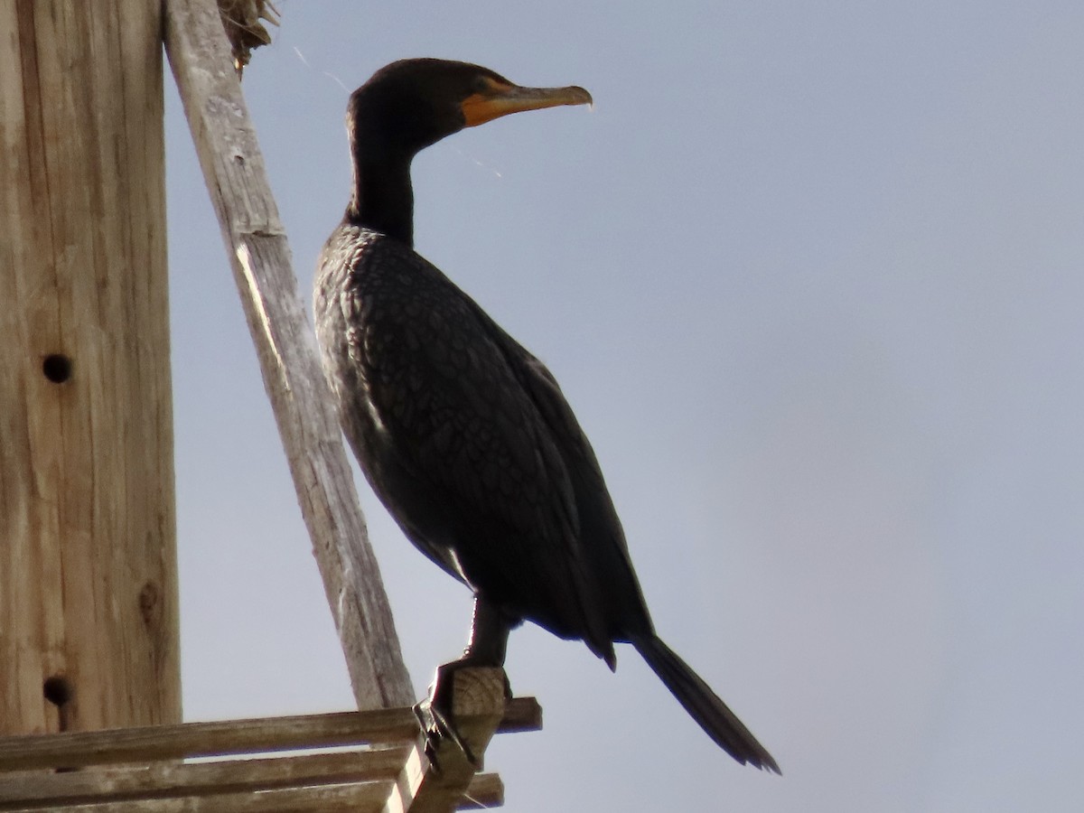 Cormoran à aigrettes - ML613997525