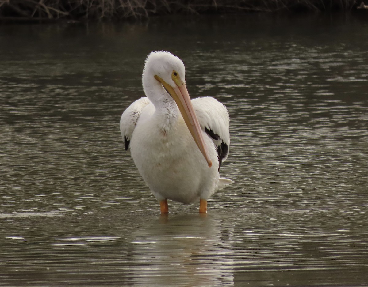 American White Pelican - ML613997530