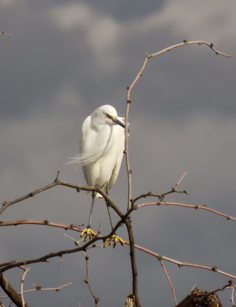 Snowy Egret - ML613997555