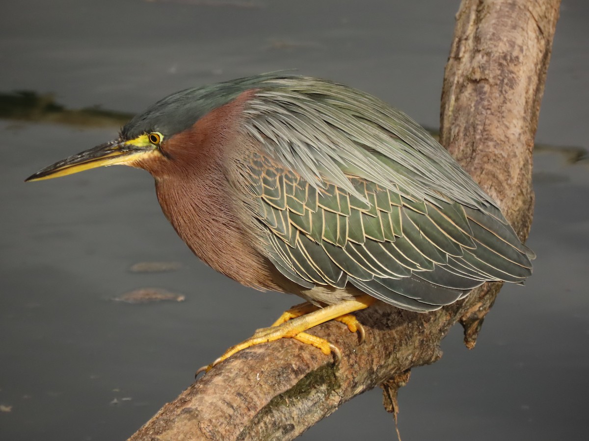 Green Heron - ML613997569