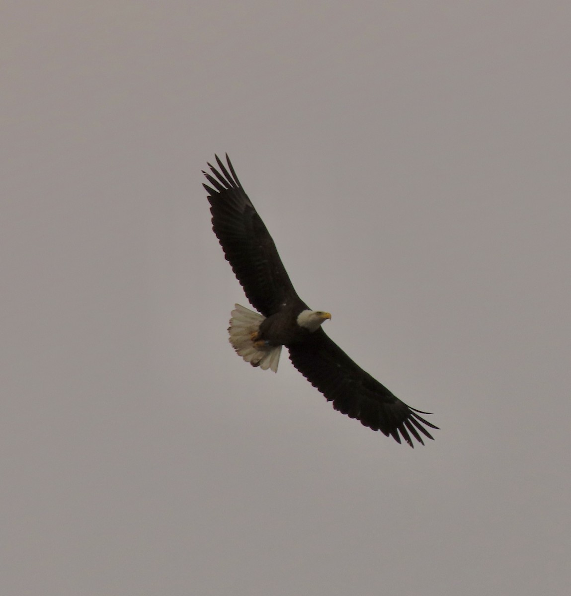 Bald Eagle - ML613997585