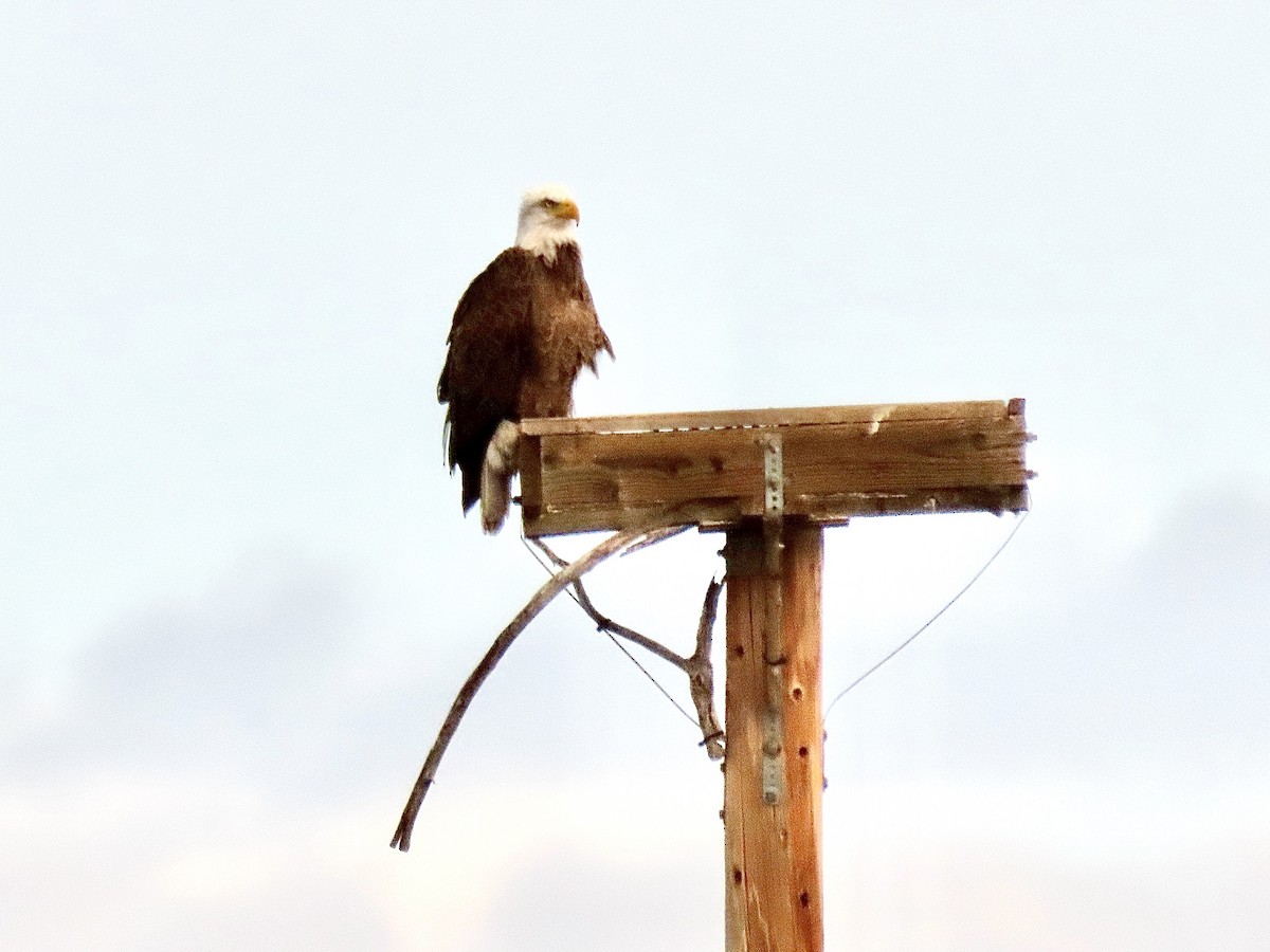 Bald Eagle - ML613997586