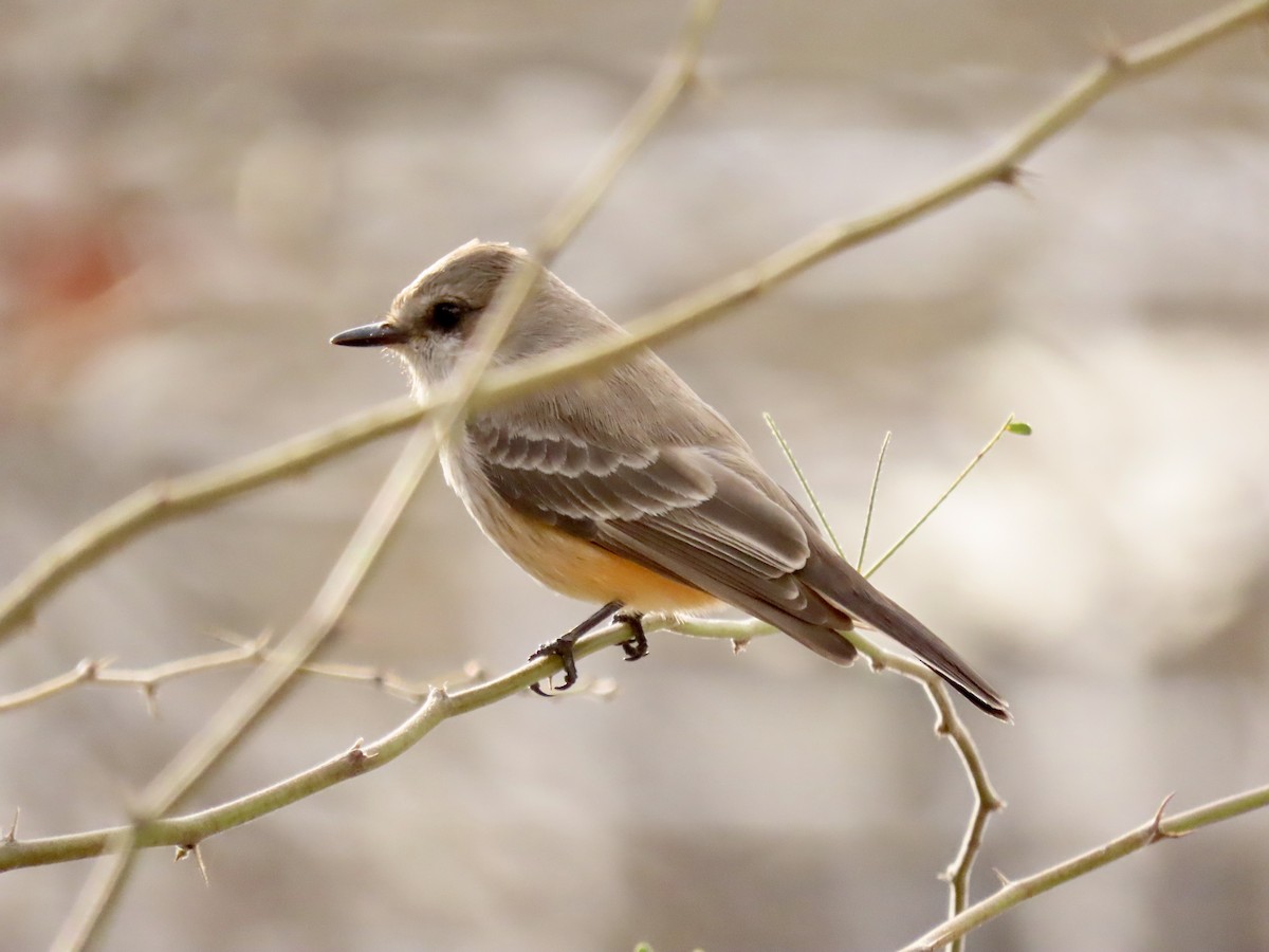 Vermilion Flycatcher - ML613997591