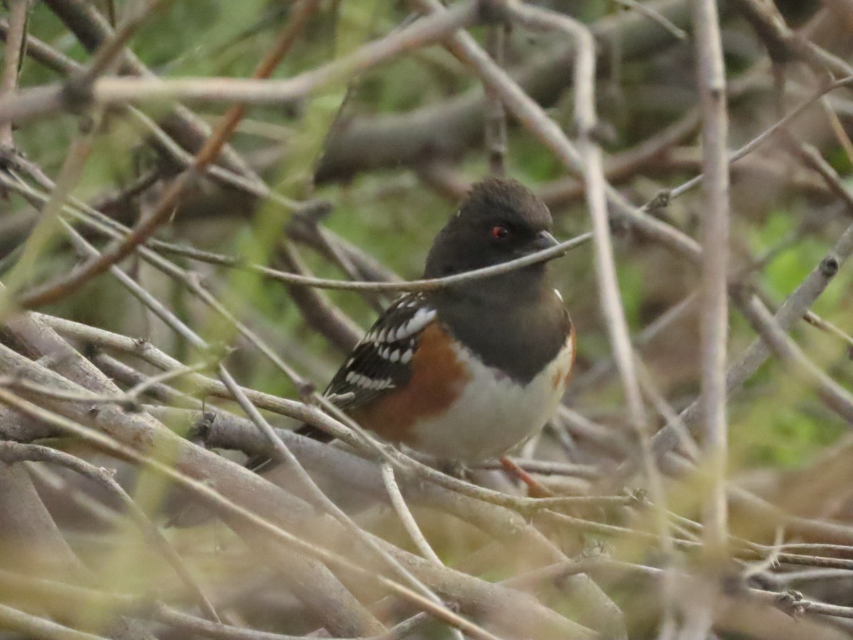 Spotted Towhee - ML613997600