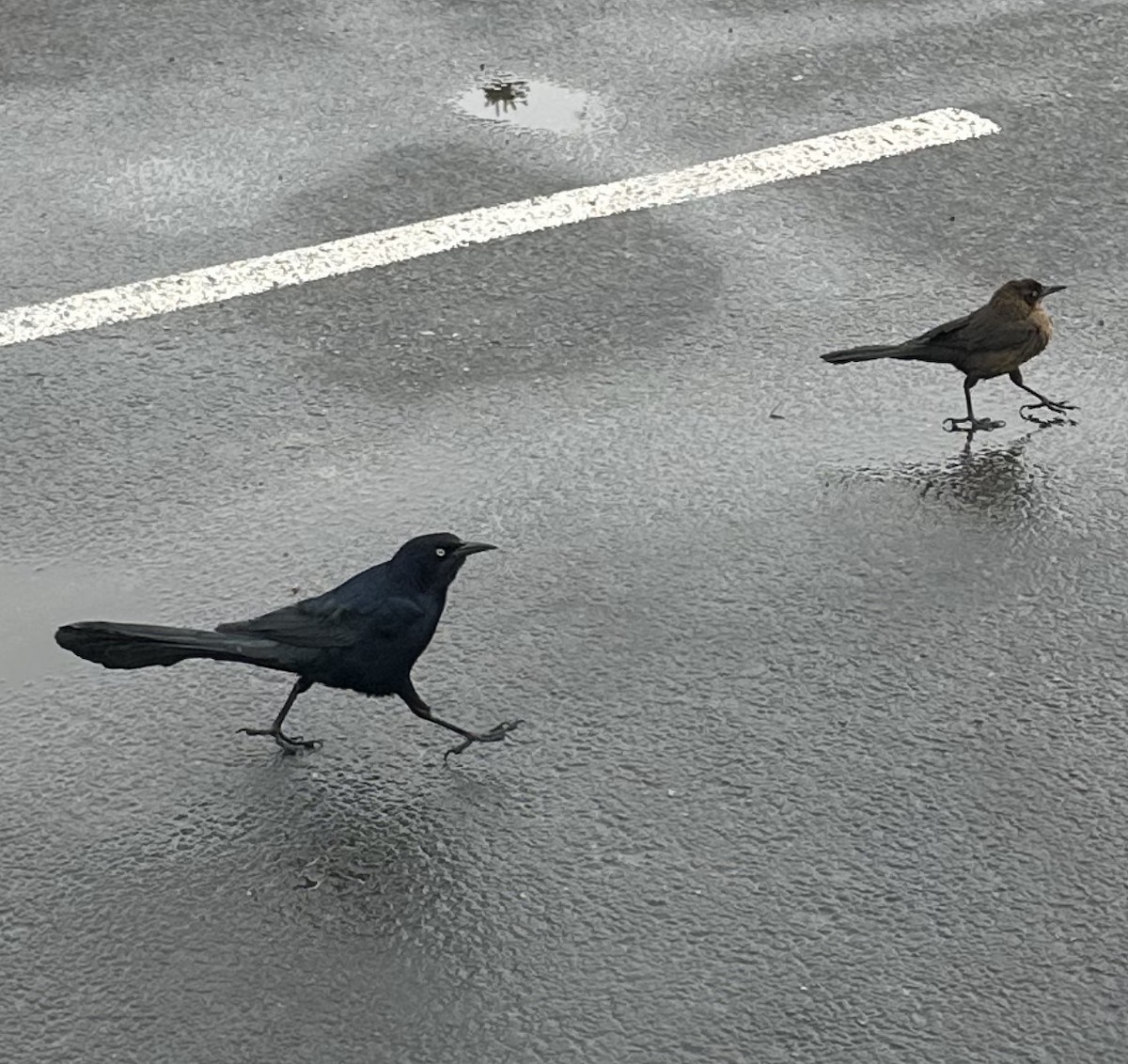 Great-tailed Grackle - Doug zakaras