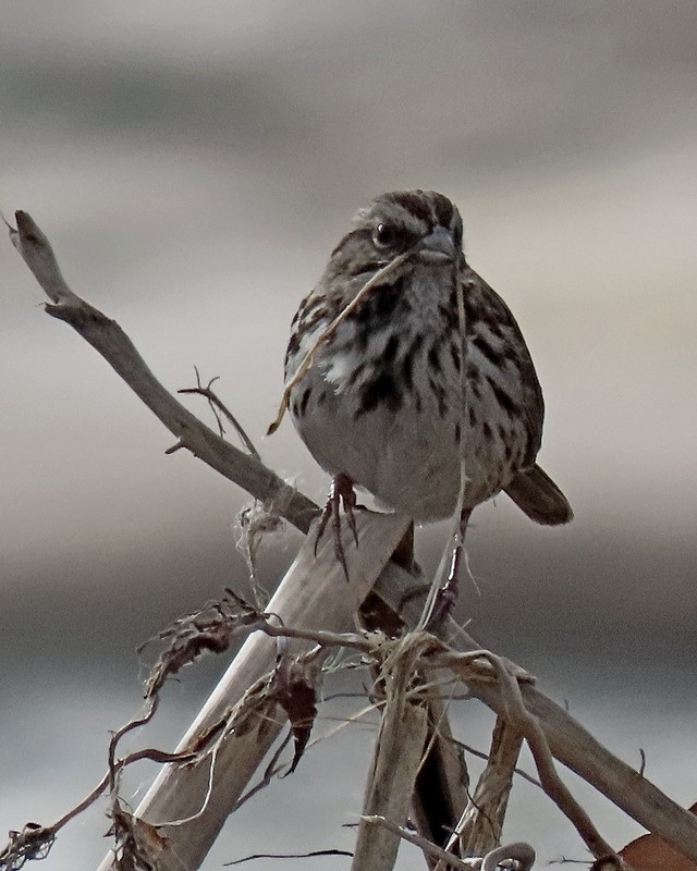 Song Sparrow - greg slak