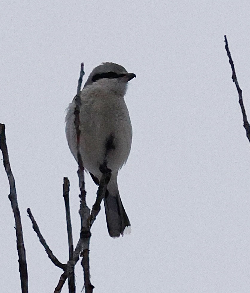 Northern Shrike - ML613997854