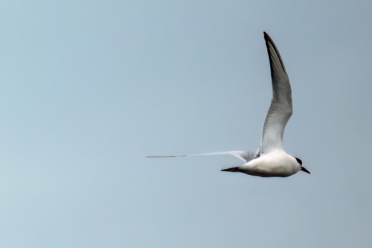 Forster's Tern - ML613998055