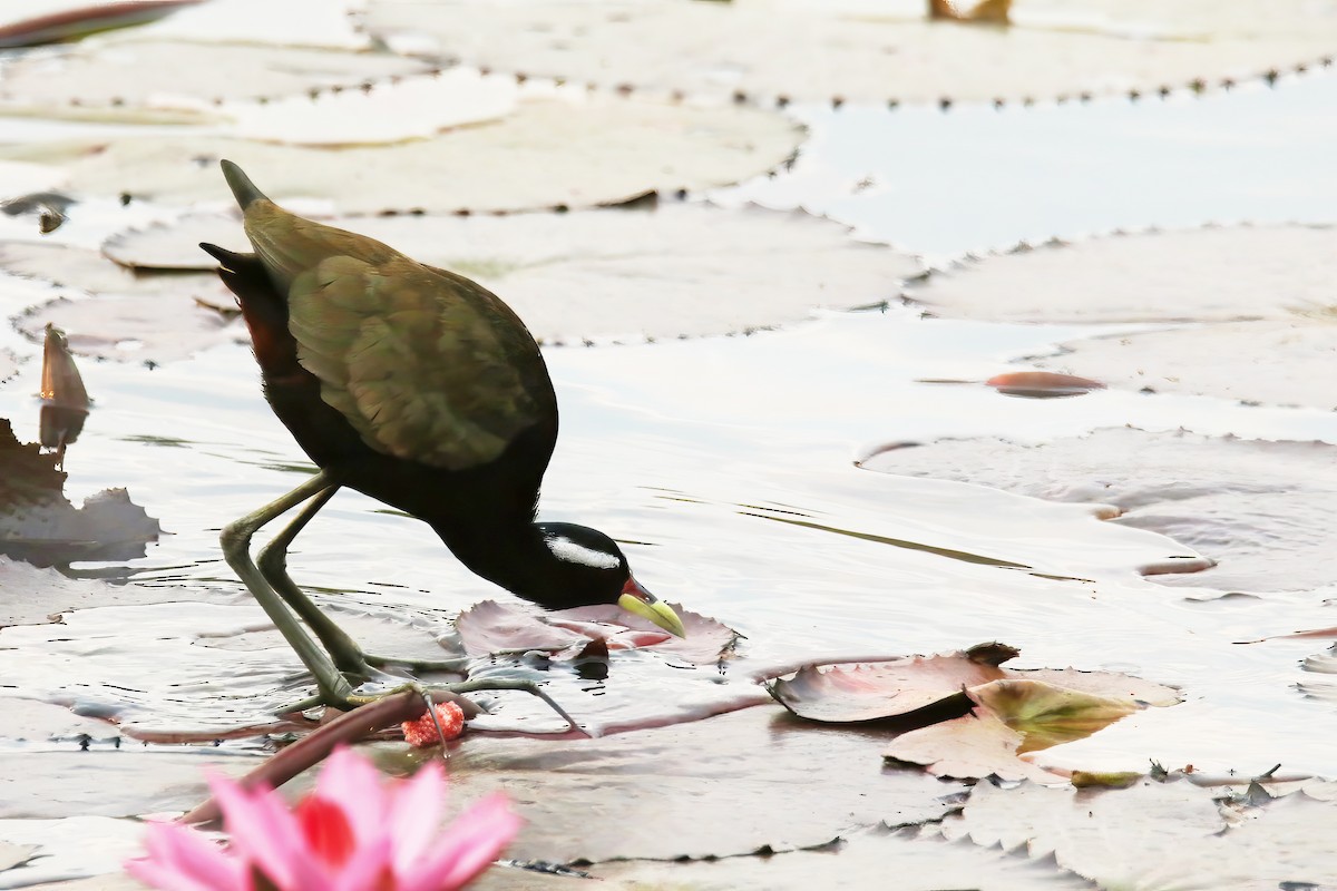 Bronze-winged Jacana - ML613998092