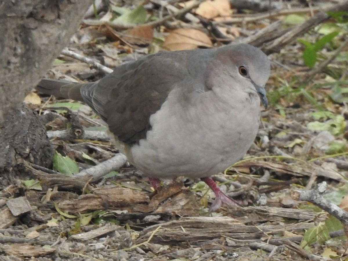 White-tipped Dove - ML613998191