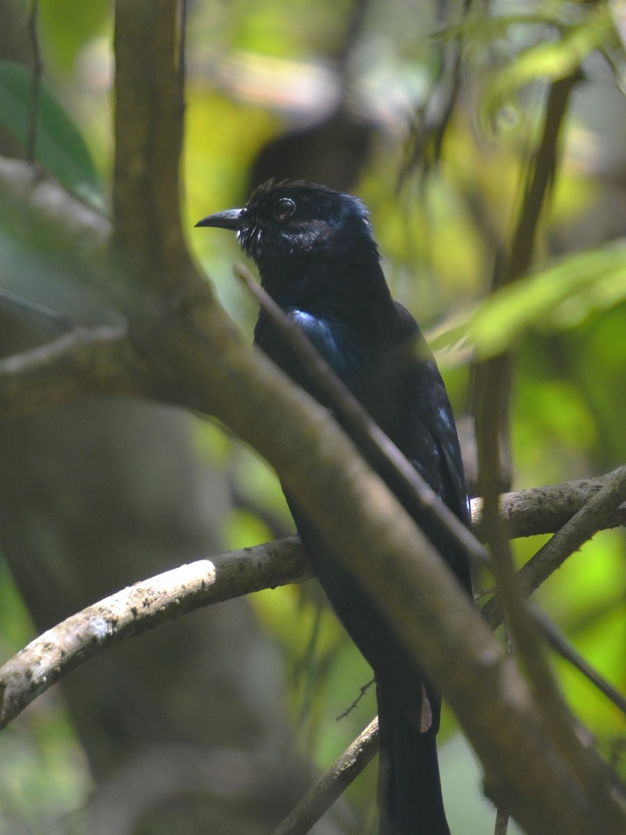 Square-tailed Drongo-Cuckoo - Dirk Tomsa