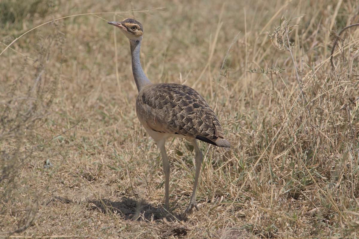 White-bellied Bustard - Lyle Ross