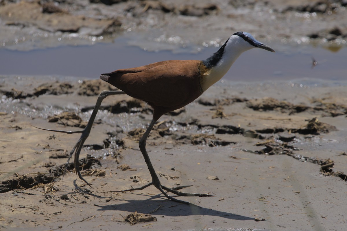 Jacana à poitrine dorée - ML613998283