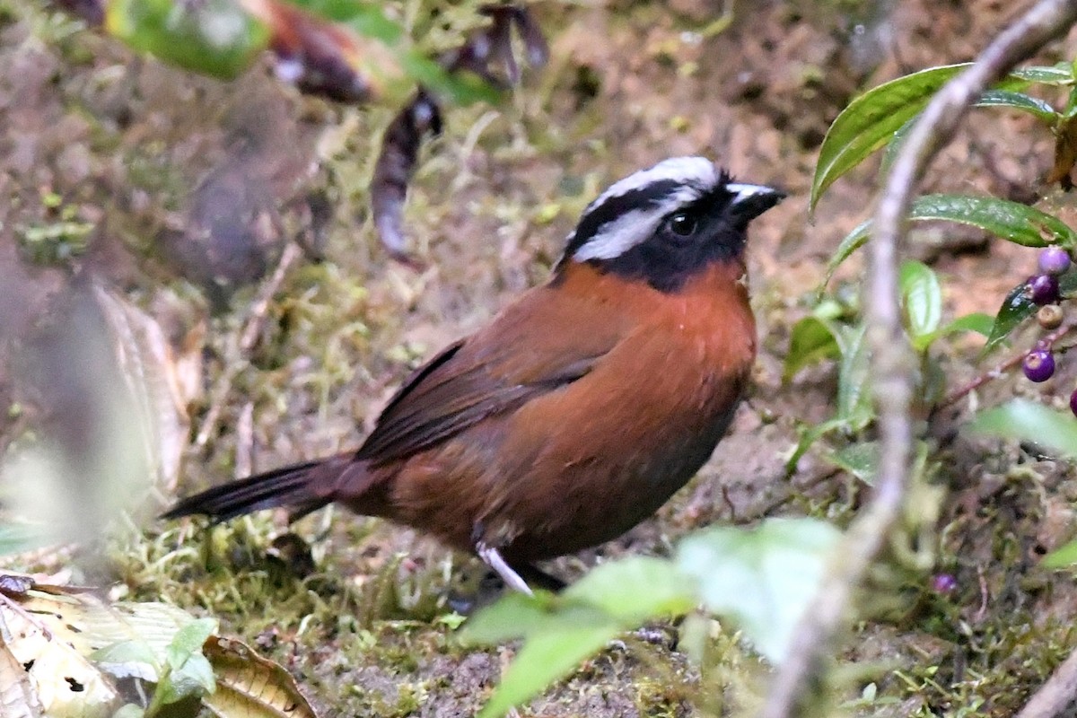 Tanager Finch - Henrique  Pacheco