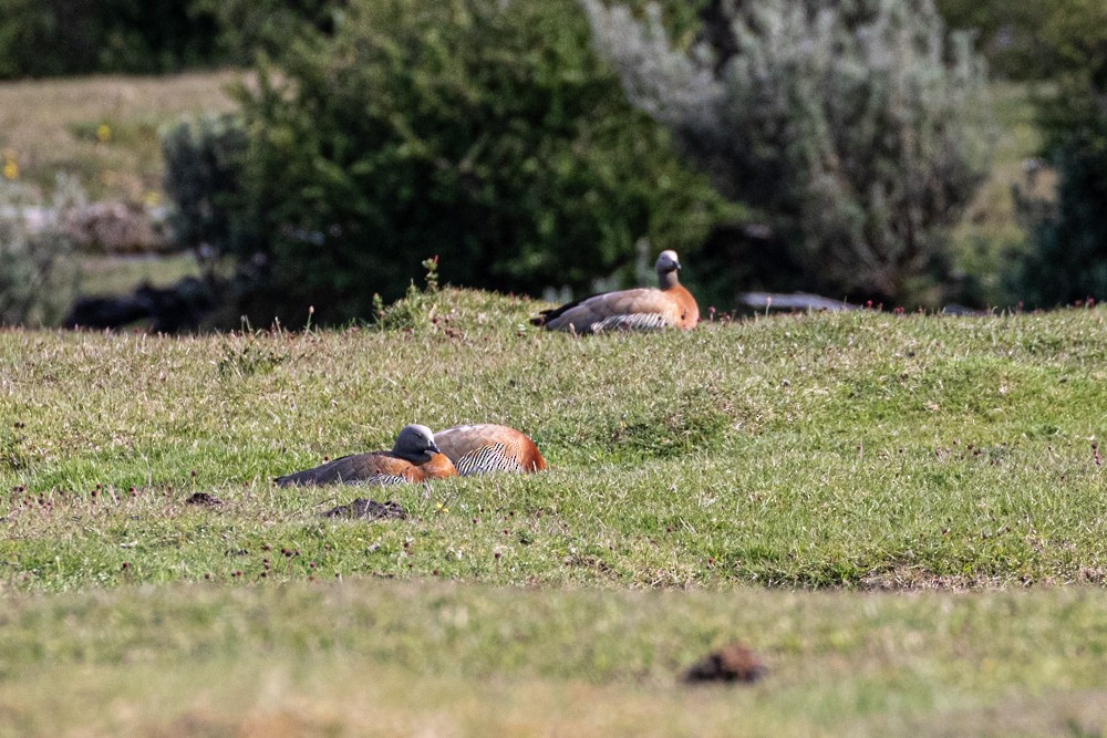 Ashy-headed Goose - ML613998368