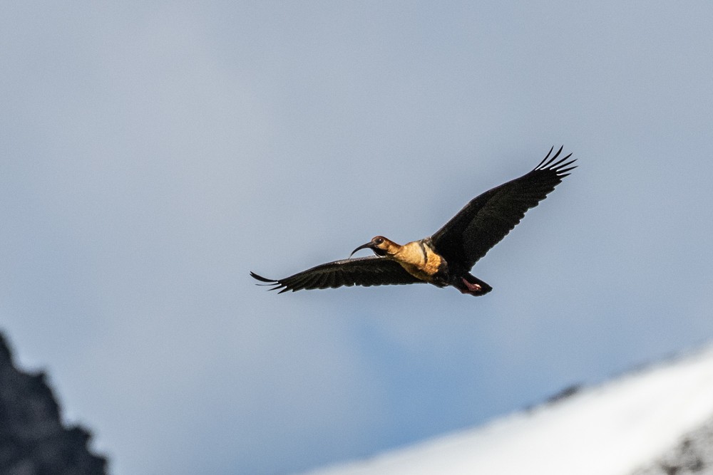 Black-faced Ibis - ML613998402