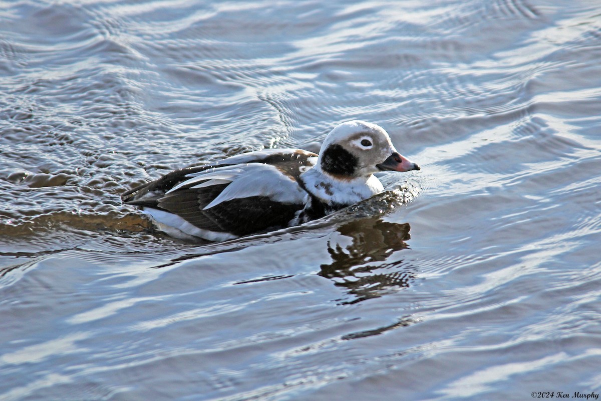 Long-tailed Duck - Ken Murphy