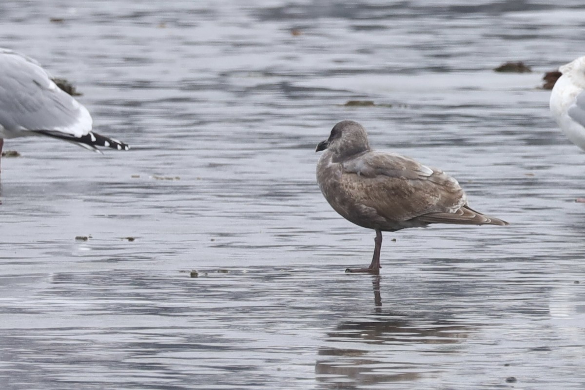 Goéland à ailes grises - ML613998450