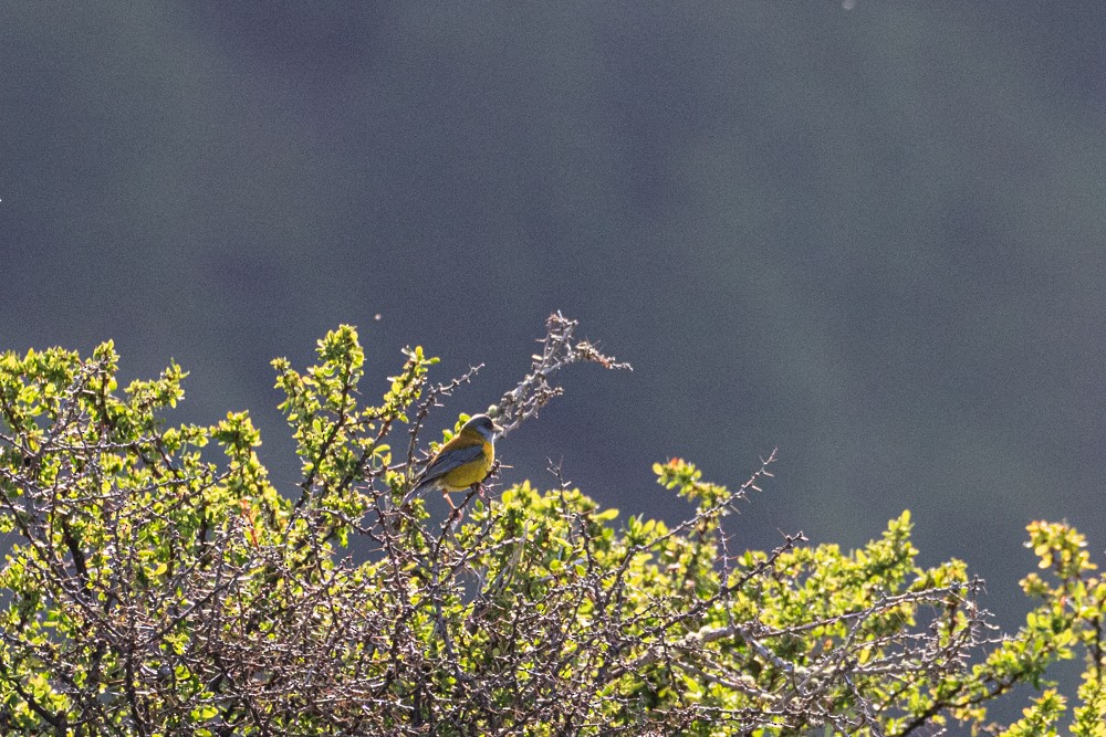 Patagonian Sierra Finch - ML613998469