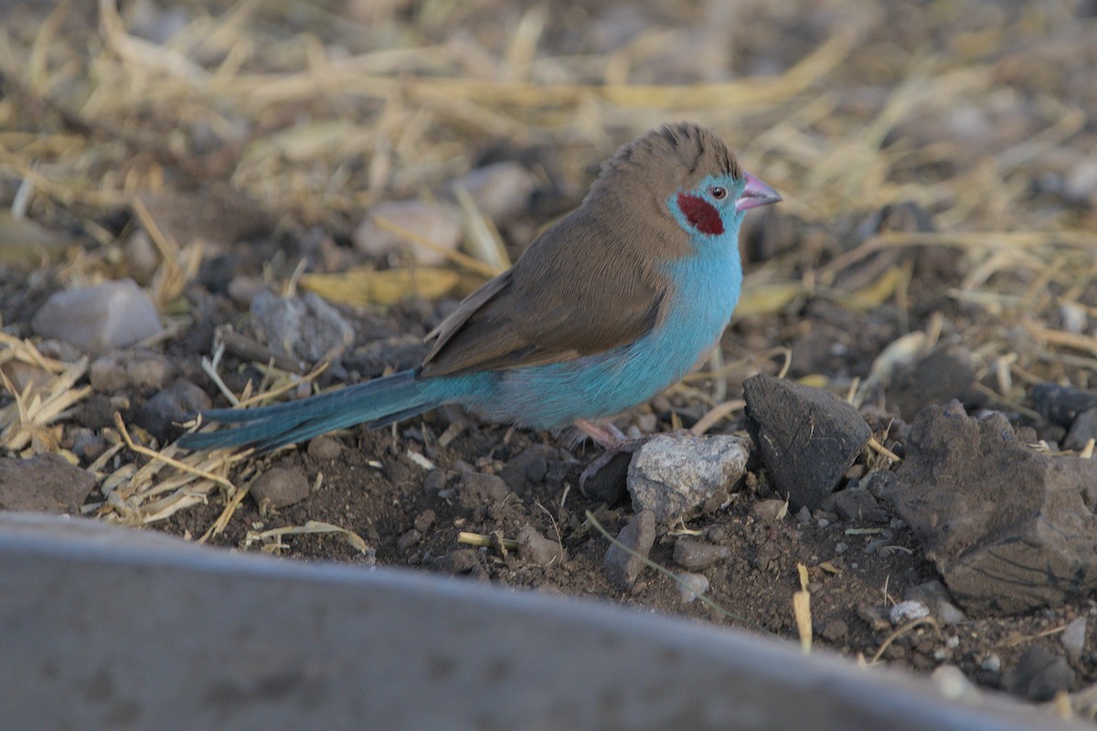 Red-cheeked Cordonbleu - Lyle Ross