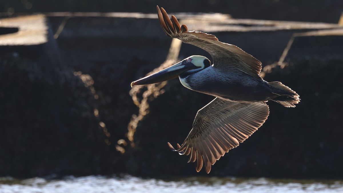 Brown Pelican - ML613998480