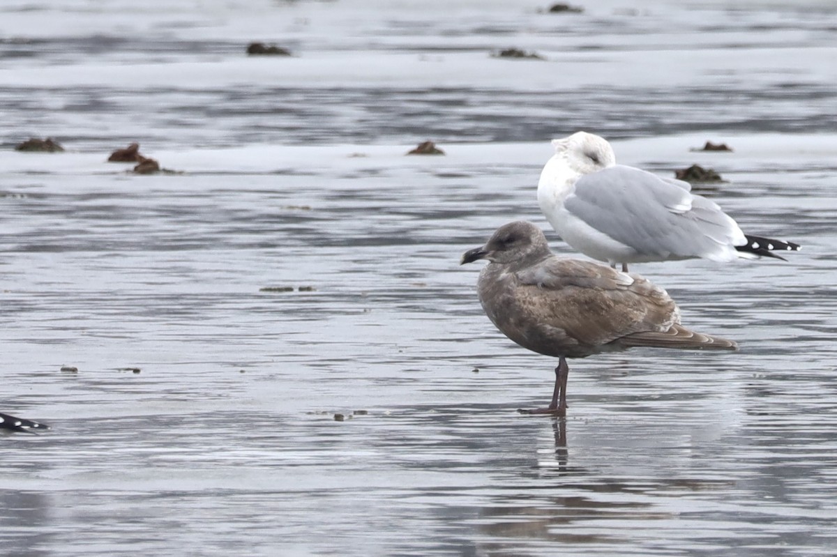 Goéland à ailes grises - ML613998486