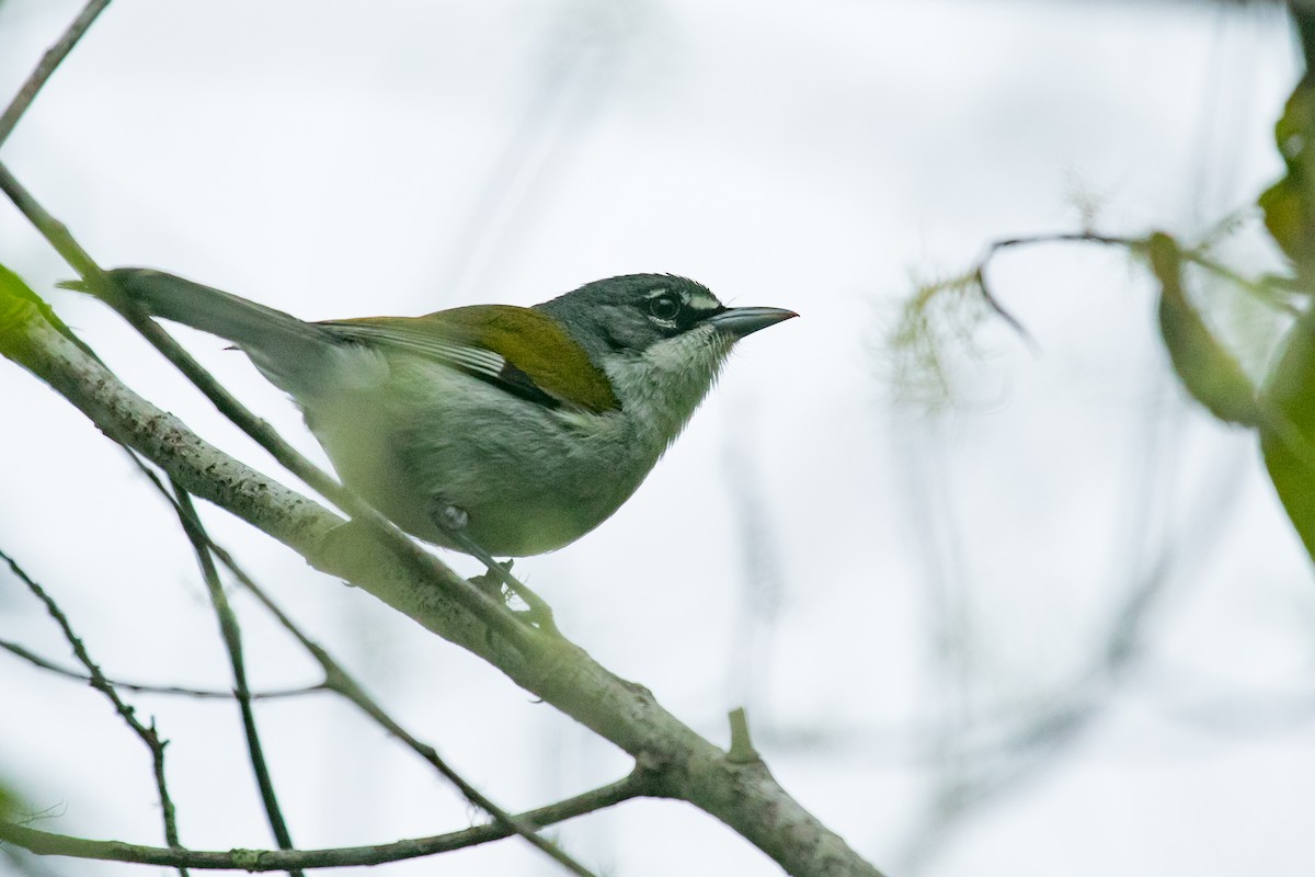 White-winged Warbler - Mitch Walters