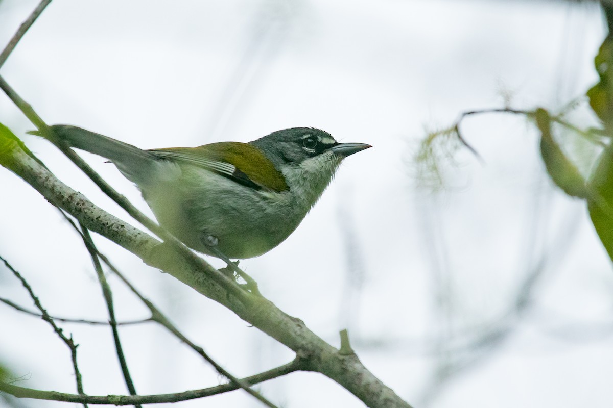 White-winged Warbler - ML613998496