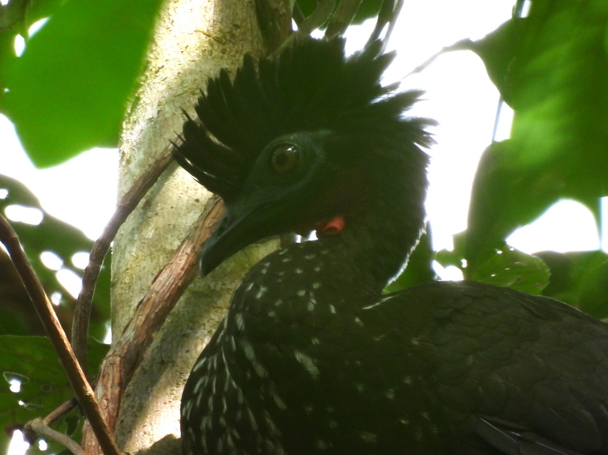 Crested Guan - ML613998497