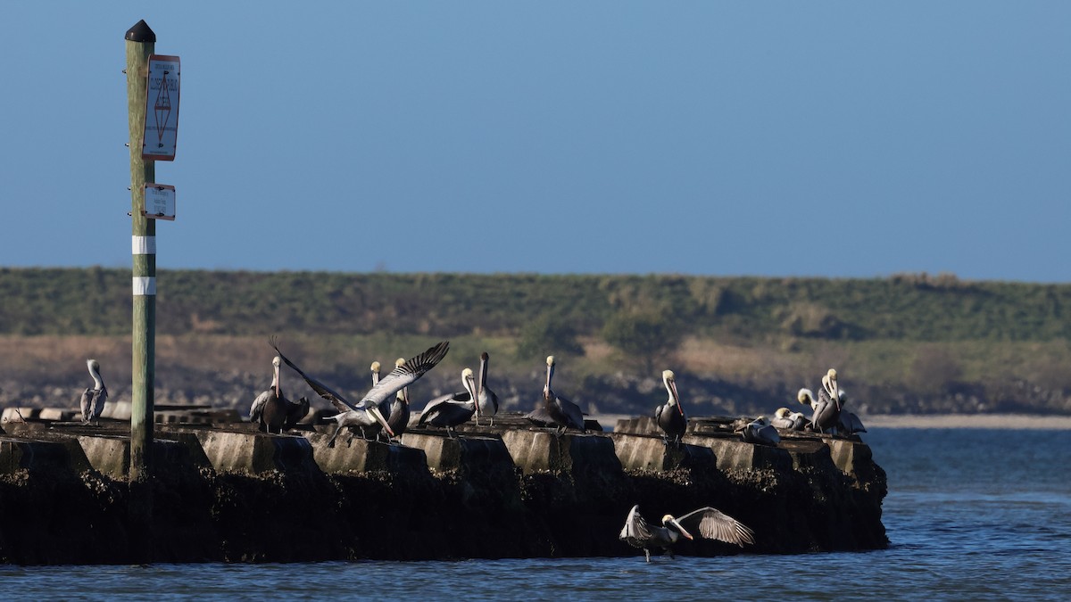 Brown Pelican - Anthony Marella