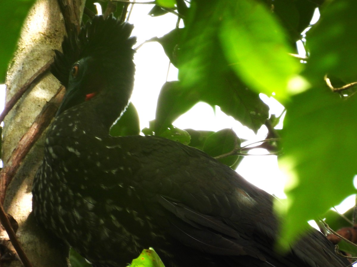 Crested Guan - ML613998499