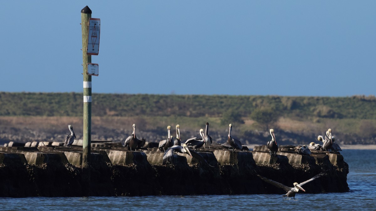 Brown Pelican - ML613998502