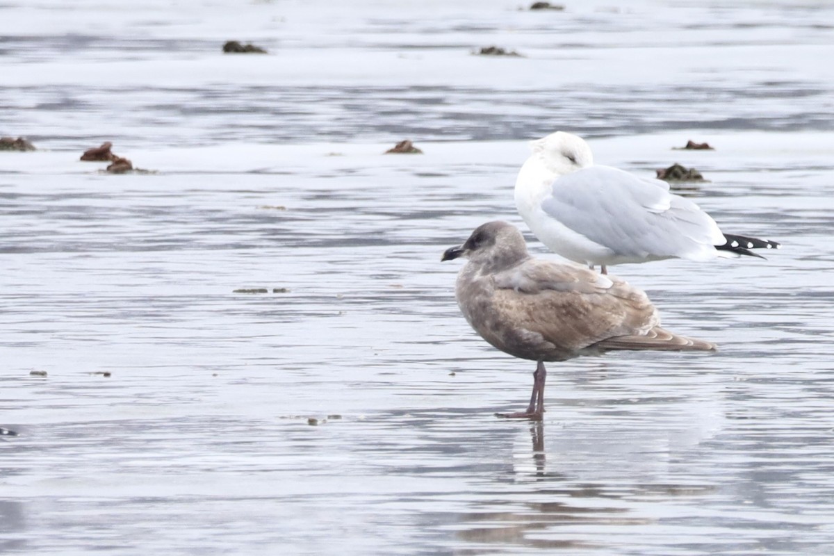 Glaucous-winged Gull - ML613998503