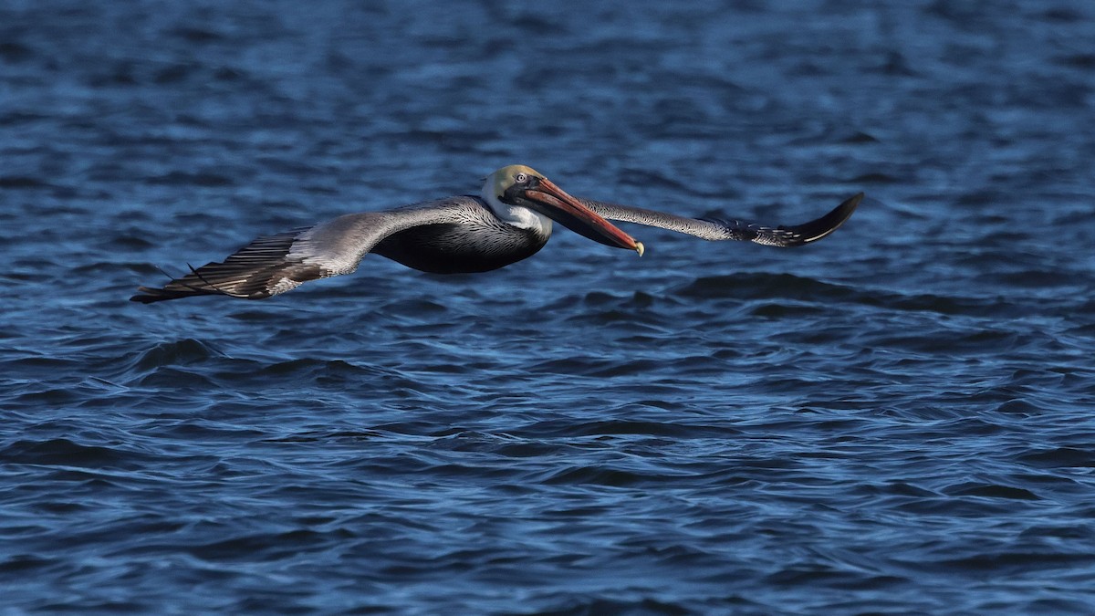 Brown Pelican - ML613998506