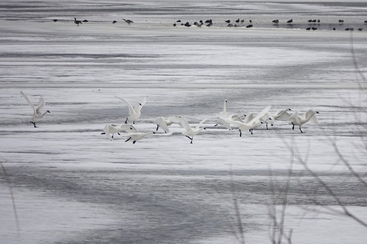 Tundra Swan - Diana Spangler