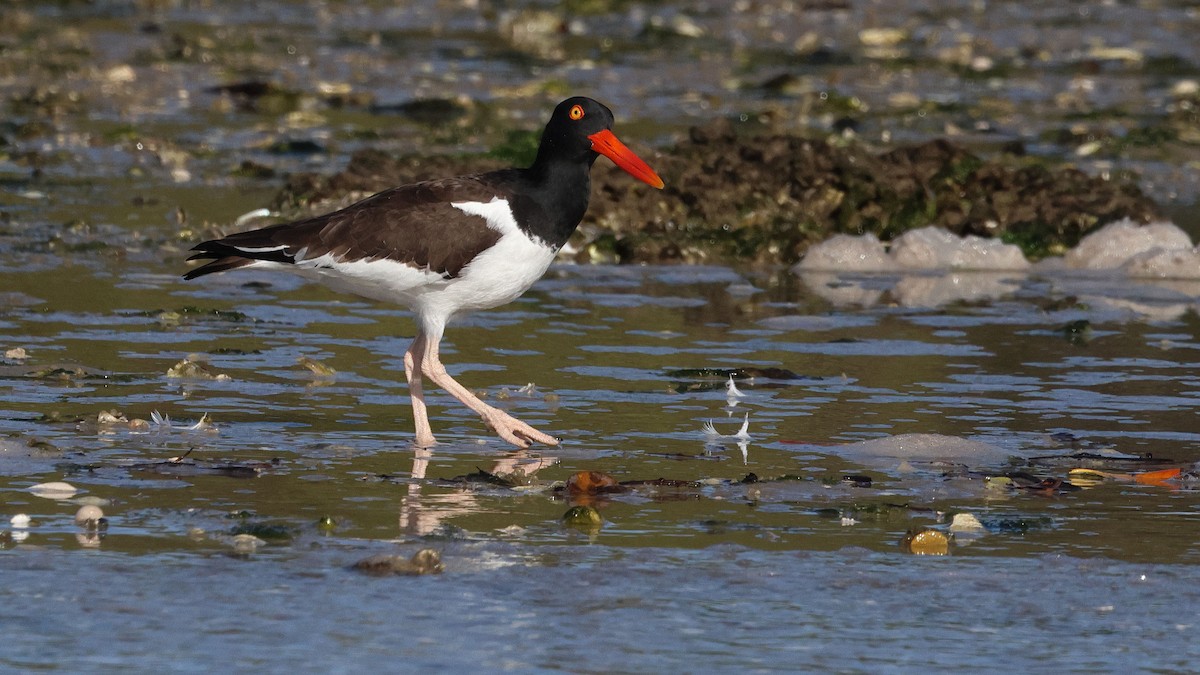 American Oystercatcher - ML613998532