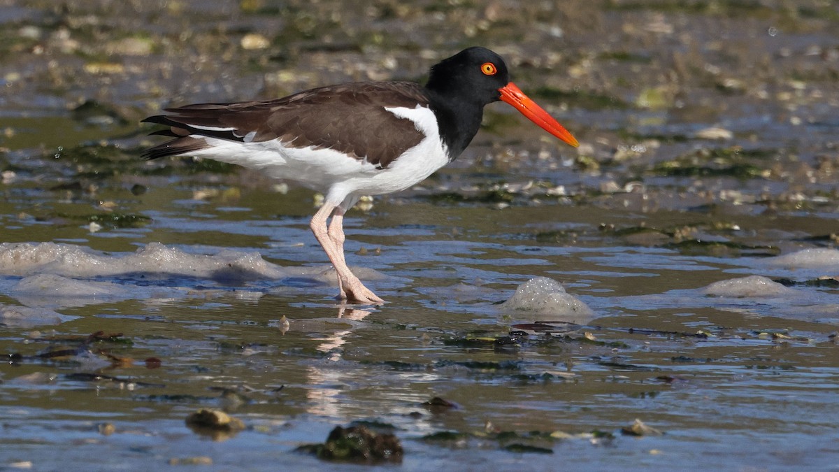 American Oystercatcher - ML613998539