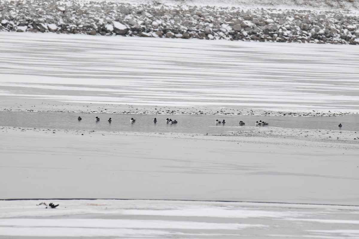 Common Goldeneye - ML613998569