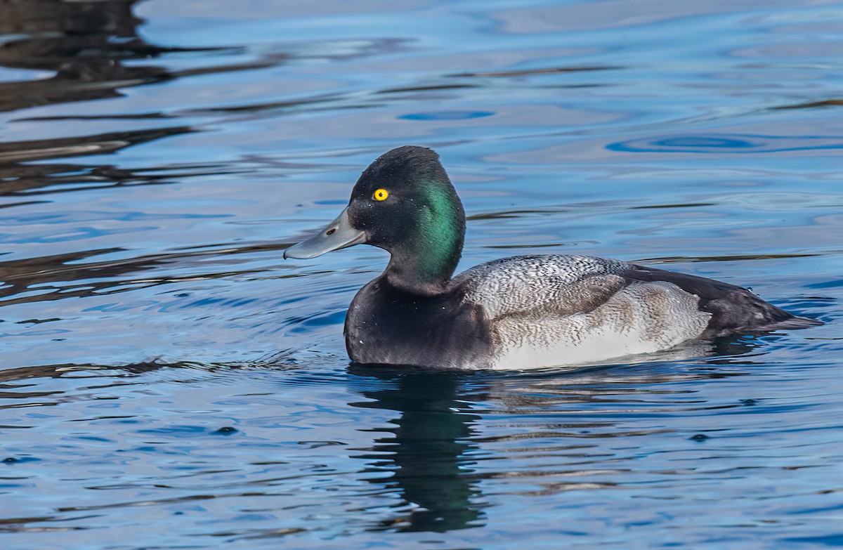 Lesser Scaup - ML613998588