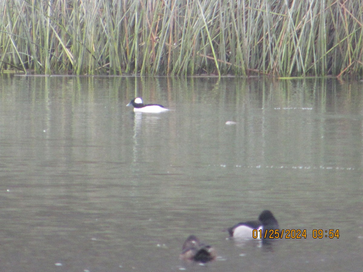 Bufflehead - crdf bird