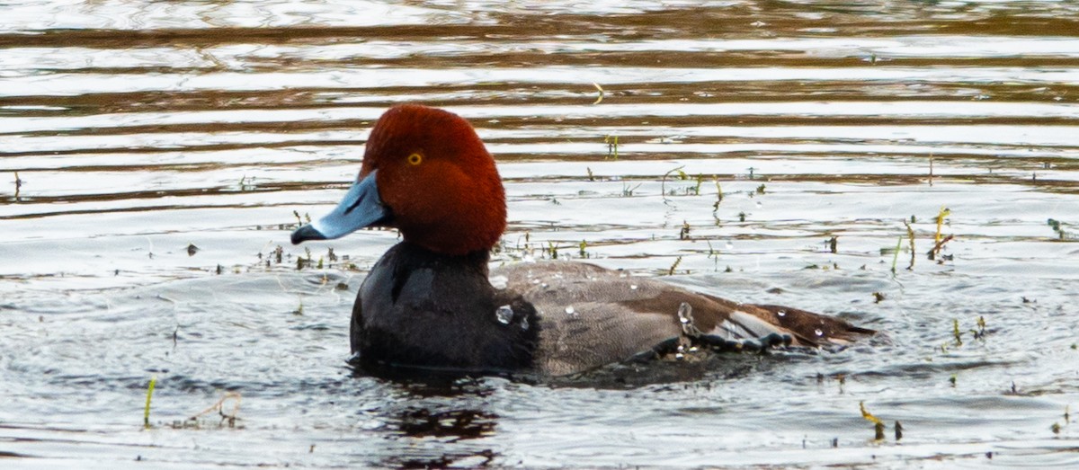 Fuligule à tête rouge - ML613998671