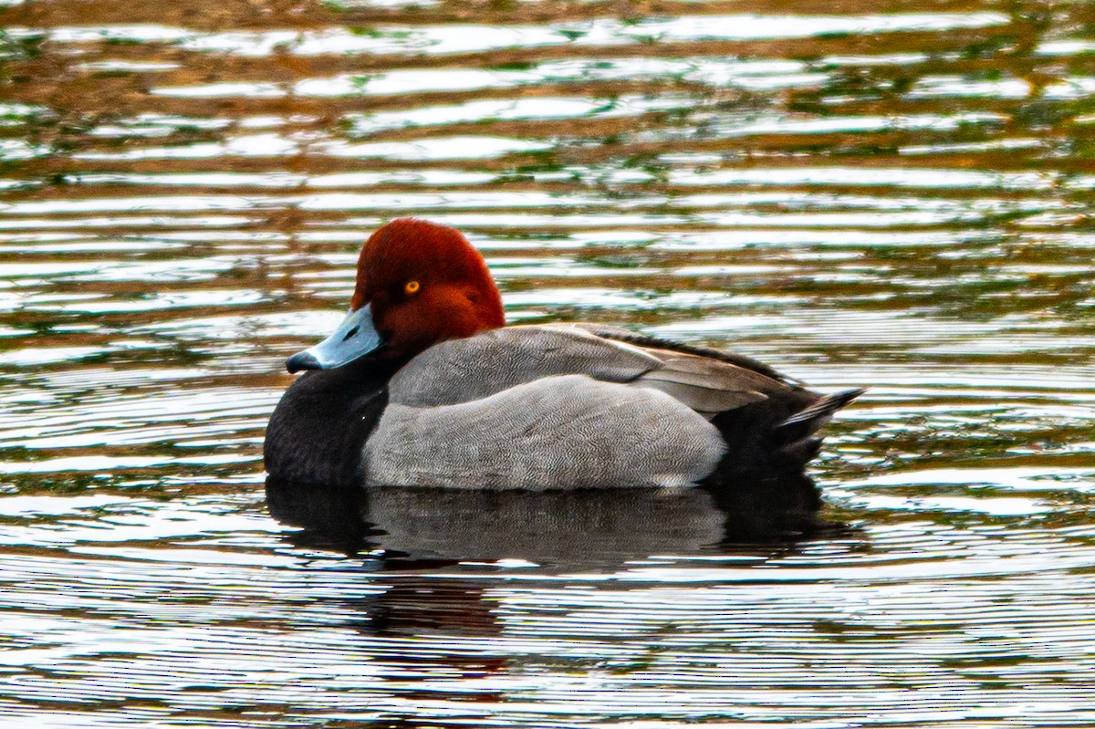 Fuligule à tête rouge - ML613998672