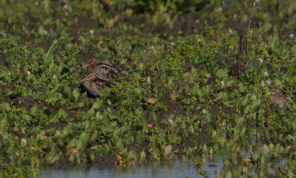 Wilson's Snipe - ML613998678