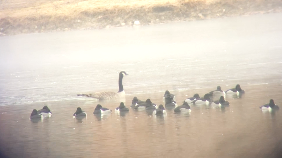 Ring-necked Duck - ML613998766