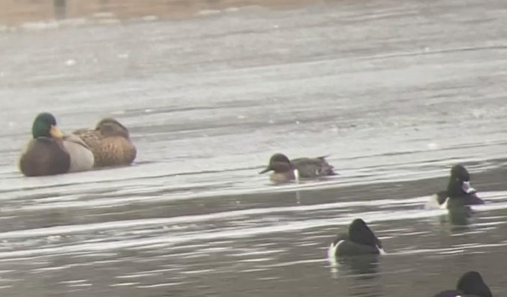 Green-winged Teal - ML613998768