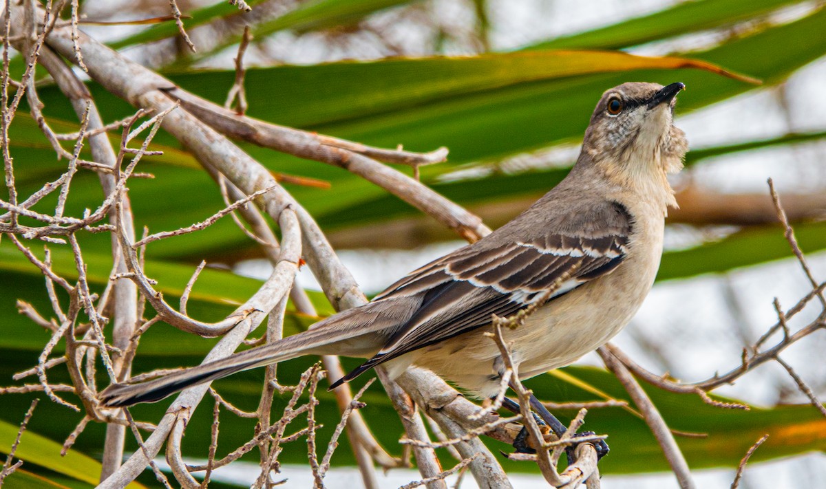 Northern Mockingbird - ML613998776