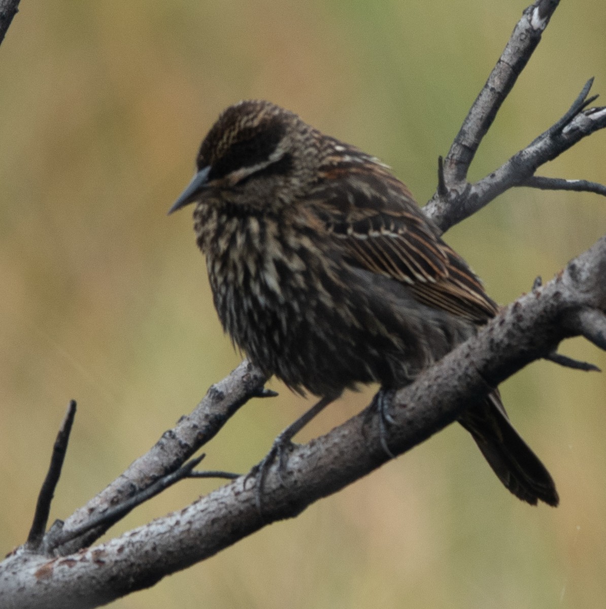 Red-winged Blackbird - ML613998809