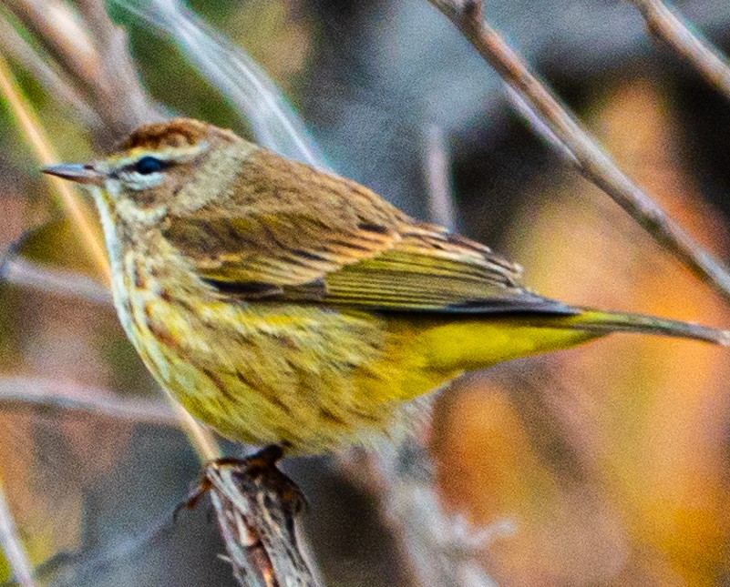 Palm Warbler - ML613998819