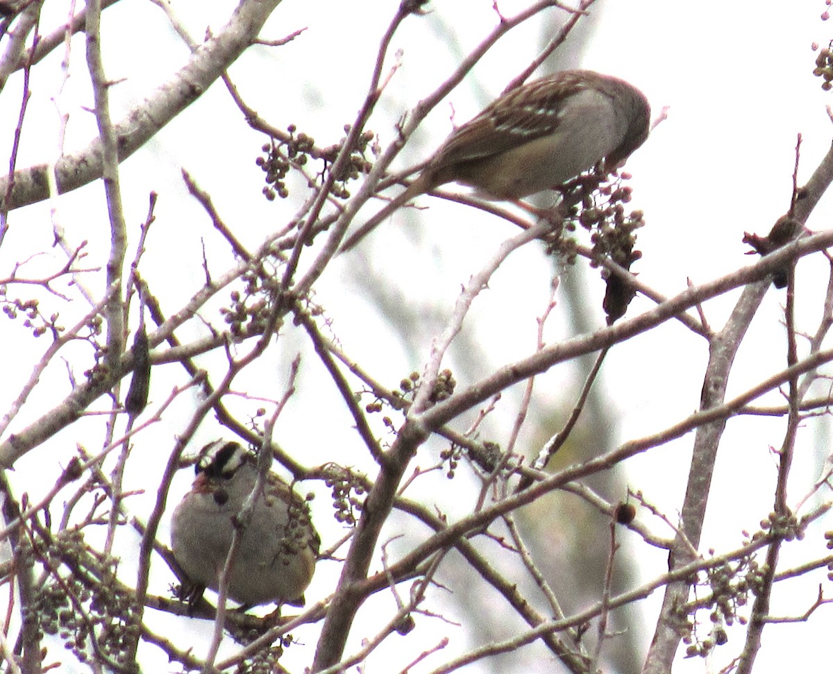 White-crowned Sparrow - Twylabird Jean